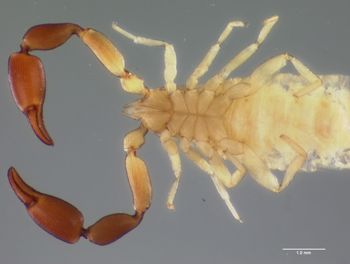 Media type: image;   Invertebrate Zoology 102490